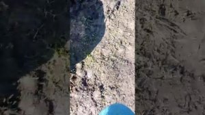 как я гуляю