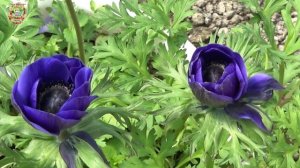 ПОЧЕМУ Нельзя с 01 по 03 Апреля 2026 Сеять Семена, Сажать Растения, Начинать Новые Проекты?!