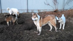 Щенок в стае лаек