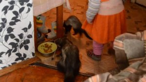 Хорьки на свободе