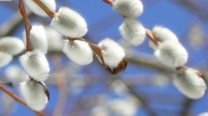 С днём рождения