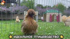 Идеальное птицеводство достойно восхищения 🐓🦆🦢🦚🦃🐔 эпизод (474)