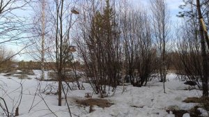 Ловля птиц 29.03.2026.