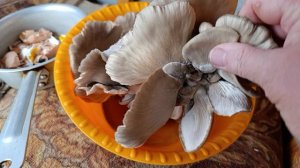 Всё смешалось в доме Облонских кони люди А у нас грибы и куры