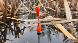 ПЕРВАЯ РЫБАЛКА НА ПОПЛАВОК В АПРЕЛЕ. ЗАКОРМИЛ У КАМЫША.