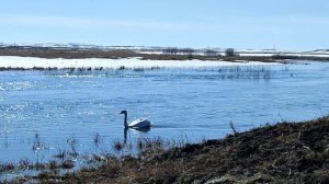 Половодье и лебеди. Аркаим (29.03.26)