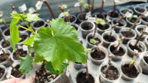 Когда нужно затенить виноград? и другие ответы на ваши вопросы в комментариях.