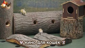 Видео для кошек про крысок развлекать питомцев 🐭🐀😂 (492)