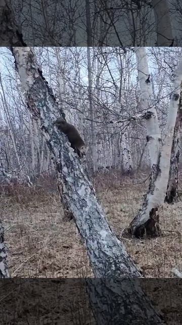 Соболь на Камчатке