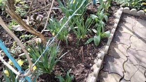 Обзор цветов на очередной клумбе.