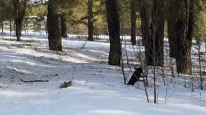 Часть 56. Почему Шани не возвращается? Егор ждет ее, даже в дом не заходит