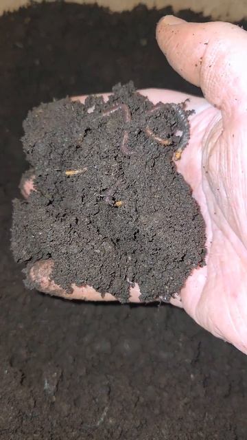 Выращивание ЧЕРВЕЙ в контейнере: РЕЗУЛЬТАТ спустя ГОД!