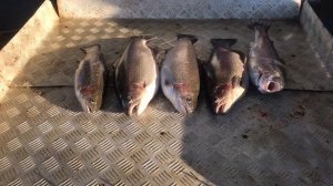 улов форели по открытой воде