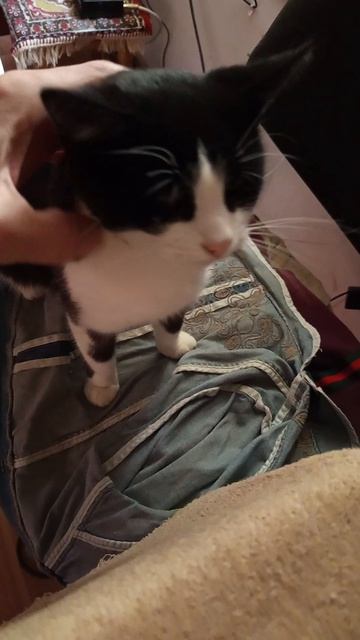 по просьбам подписчиков глажу кошку