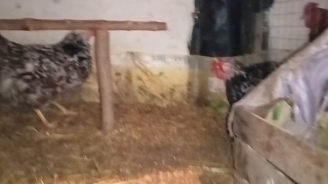 Мою сарай после зимы. Вывод цыплят. Делаю приправы. Очки от расклева.