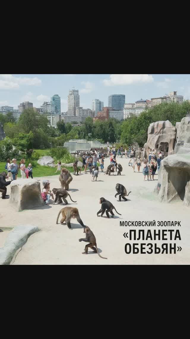 Московский зоопарк Планета обезьян