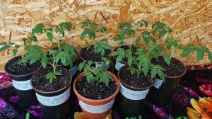 Рассада томатов для раннего урожая.Перевалка в объём 2 литра.