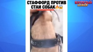 ЛУЧШИЕ ПРИКОЛЫ 2026