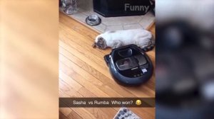 Funniest Dogs and Cats Awesome Funny Animals Vid 2026