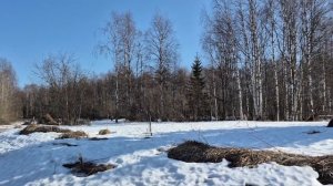 Красота весеннего леса, утренняя прогулка