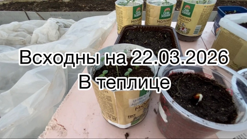 Хроника. Всходы в теплице на 28.06.2026 какая рассада взошла