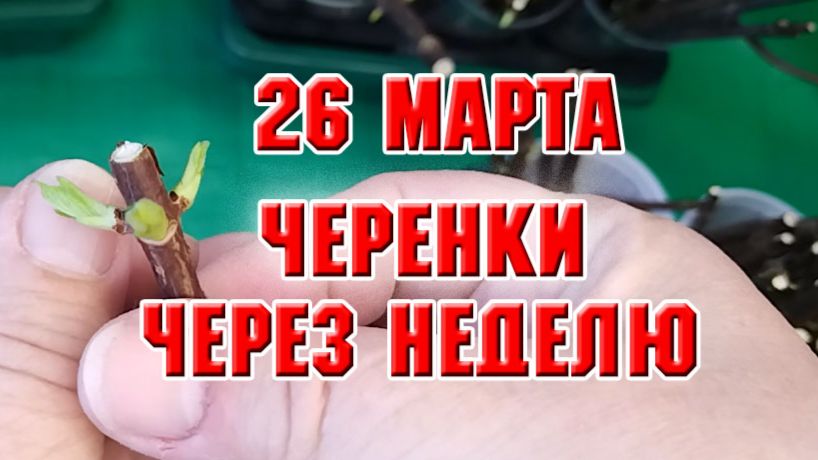 26 марта. Черенки гортензий через неделю