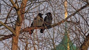 ТАРО ПРОГНОЗ НА АПРЕЛЬ МЕСЯЦ ДЛЯ ПРЕДСТАВИТЕЛЕЙ ЗНАКА ЗОДИАКА БЛИЗНЕЦЫ. НАДЁЖНОЕ ТАРО