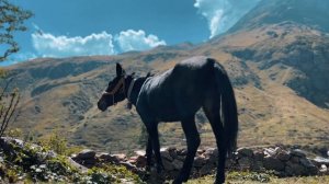 Odnono — «Одна Любовь» 2025