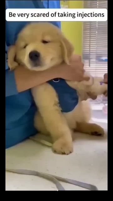 #животные #ветеринар #укол #смех #юмор #прикол #ржака #крик #страх