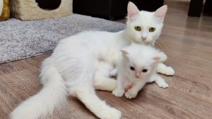 Мама-кошка зовет своего котенка. Кошка и ее котенок Микки.