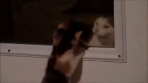 ПРИКОЛЫ 2026 ДО СЛЕЗ ЖИВОТ ЛОПАЕТСЯ  держим щеки и не жалеем улыб