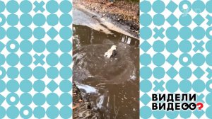 Шпиц в луже. Видели видео? Фрагмент выпуска от 29.03.2026