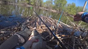 В ДЕБРЯХ КАМЫША САЗАН ОДИН ЗА ОДНИМ НА ПОПЛАВОЧНУЮ УДОЧКУ! Рыбалка на удочку весной,сазан,карась!!