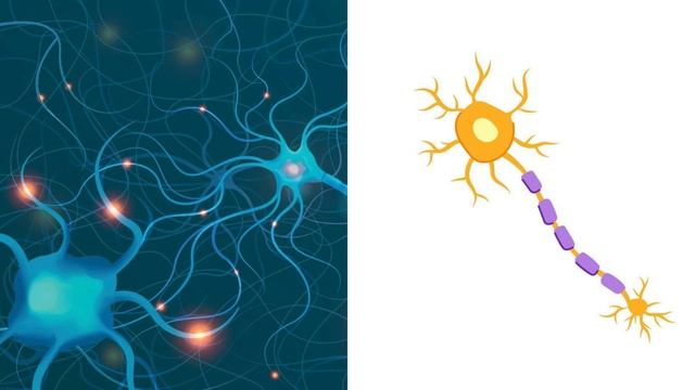 Нервные клетки: теория и основы работы организма