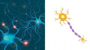 Нервные клетки: теория и основы работы организма