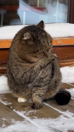 Эти загадочные котики 29-03-2026