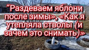 29-03-2026"Раздеваем яблони после зимы», «Как я утепляла стволы (и зачем это снимать)»