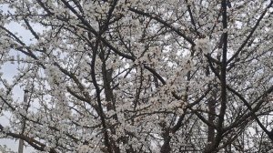 Природа и погода в Краснодарском крае на 29.03.2026 года !!!