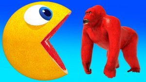 Учим диких животных с пакман для детей - Игрушки с животными для детей - Приключения с пакман