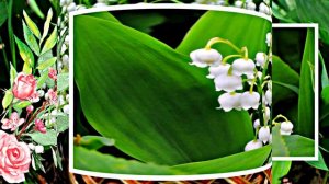 С Днём Рождения 3! Ландышевая Сказка от Киностудии Мудрого Кота Тимофея!!!