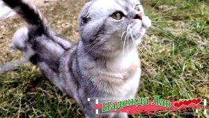 Скворцы, подснежники, причёска и закат!