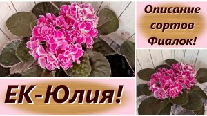 Описание сортов Фиалок! ЕК-Юлия!