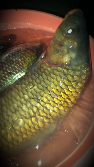 Рыбалка,оцените улов