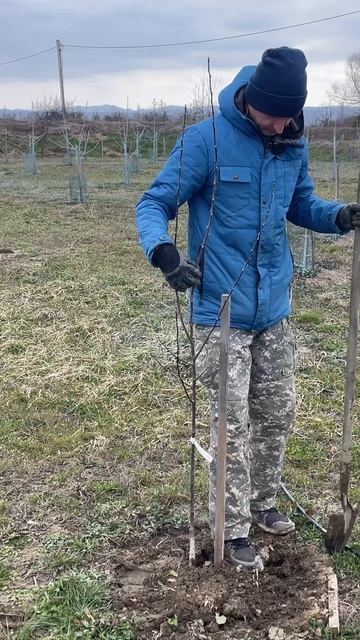 Починил яблоневый сад, новые растения на участке