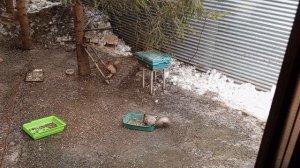 вечерний сход белок