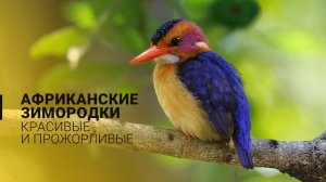 Зимородки Африки. Красивые и прожорливые...