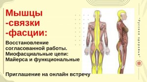 Мышцы -связки -фасции: Восстановление согласованной работы. Миофасциальные цепи. Онлайн встреча
