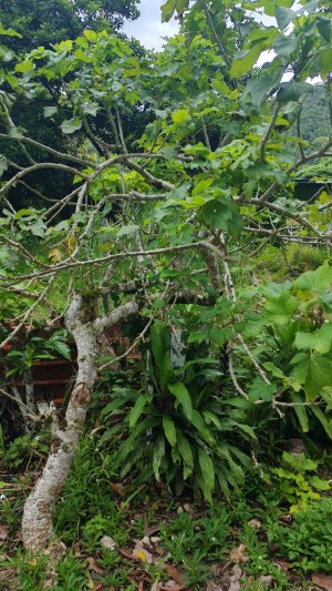 Пускаем пузыри из ядовитого растения и посадка саженцев в джунглях. Национальный парк Кинабатанган!