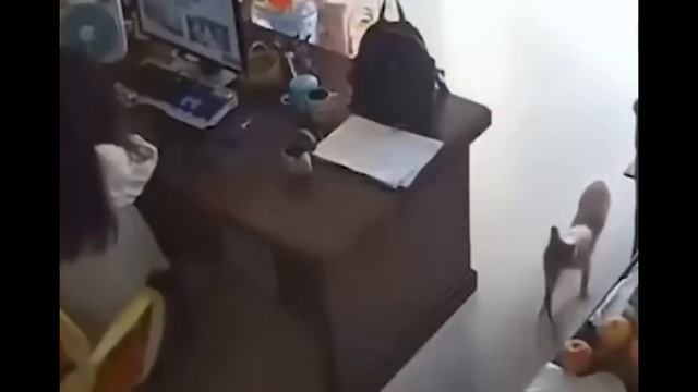 Угарные приколы с КОТАМИ и СОБАКАМИ(5)