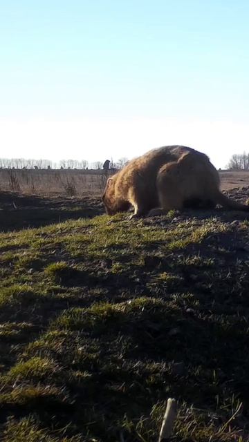 СУРКИ ПРОСНУЛИСЬ